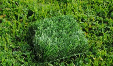 Astroturfing - co to? Jak rozpoznawać i chronić się przed manipulacją opinią publiczną?