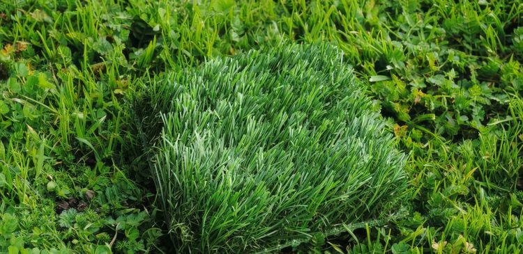 Astroturfing - co to? Jak rozpoznawać i chronić się przed manipulacją opinią publiczną?