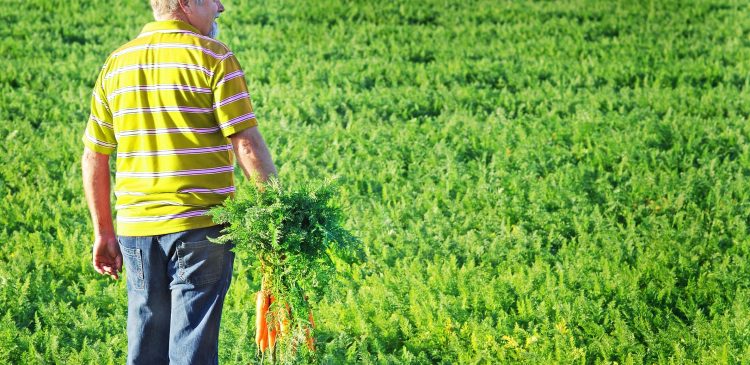 PIT 6 - co to? Wszystko, co musisz wiedzieć o deklaracji dla rolników