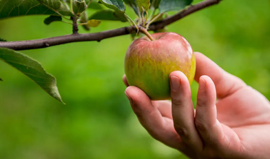 Low hanging fruit - czym jest w biznesie i jak szybko zwiększyć zyski? Przewodnik