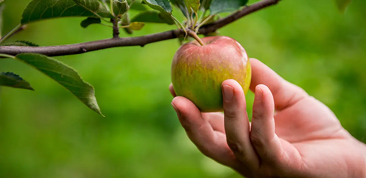 Low hanging fruit - czym jest w biznesie i jak szybko zwiększyć zyski? Przewodnik
